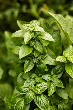 Basil