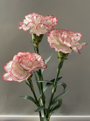 Carnation