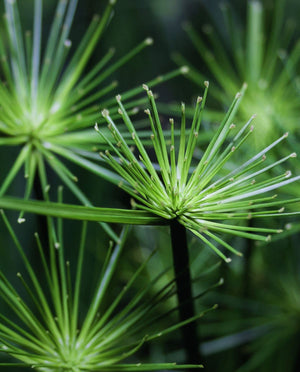 Cypriol Oil or Nagarmotha
