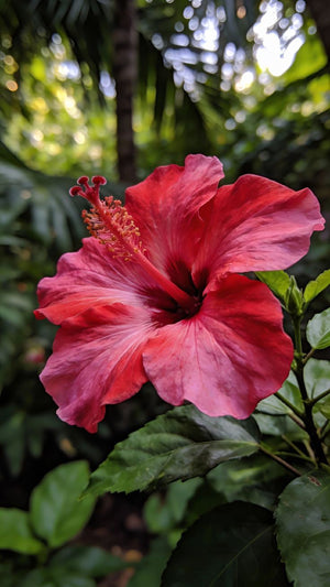 Hibiscus