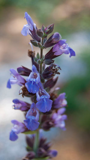 Sage