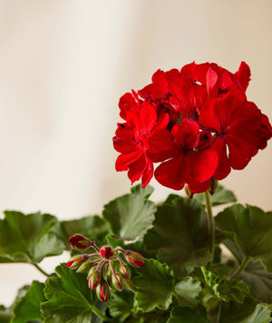 Geranium