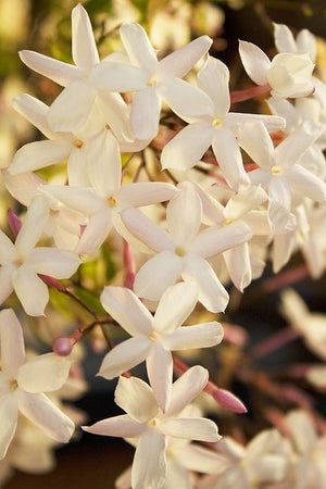 Jasmine